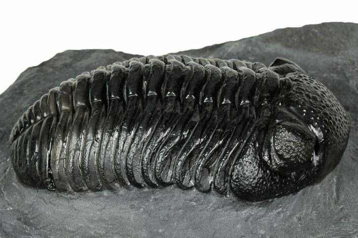 Prone Pedinopariops Trilobite - Mrakib, Morocco #348132